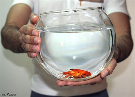 Essential Goldfish Care Guidelines - A little time investment leads to ...