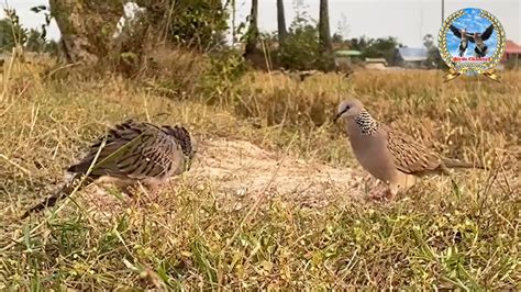 Dove Trap - List traps on the ground to catch wild pigeons using dove ...