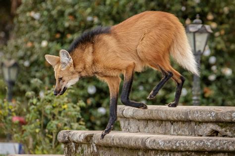 A Maned Wolf in Brazil - Observation of the Week, 8/7/19 · iNaturalist