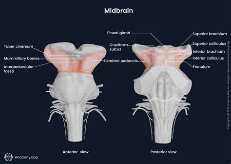 Midbrain Anatomy