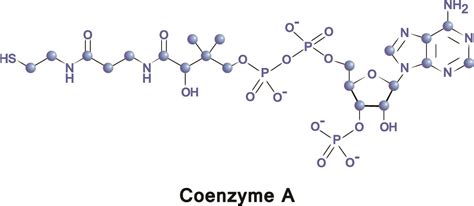 Acetyl-CoA - The Definitive Guide | Biology Dictionary