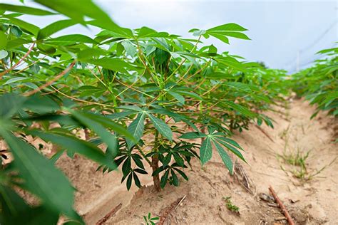 Growing Cassava: Planting Guide, Care, Problems and Harvest