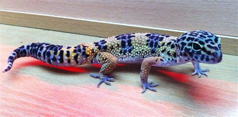 NE England Male Leopard Gecko For Sale Northumberland £80 inc viv ...