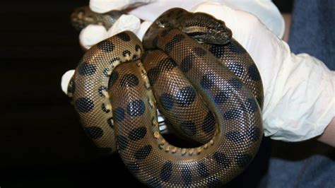 No dudes needed: Baby anaconda snakes born in all-female exhibit - CNET