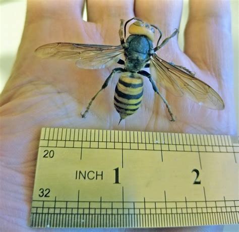 Giant hornet stings like ‘red-hot thumbtacks,’ says Island man who ...