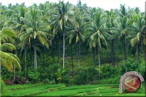 Kulon Progo remajakan tanaman kelapa 100 hektare - ANTARA News ...