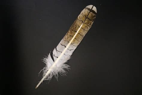 Female red hawk tail feather (mature) - Centralia Fur & Hide