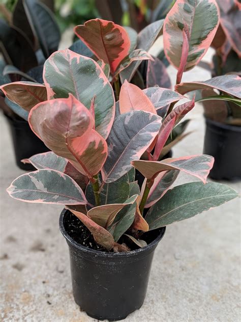 How to care for your stunning variegated rubber plant!