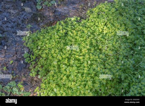 Plants with opposite leaves hi-res stock photography and images - Alamy