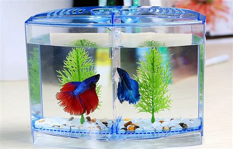 Betta Fish Breeding Guide: How to Successfully Breed Betta