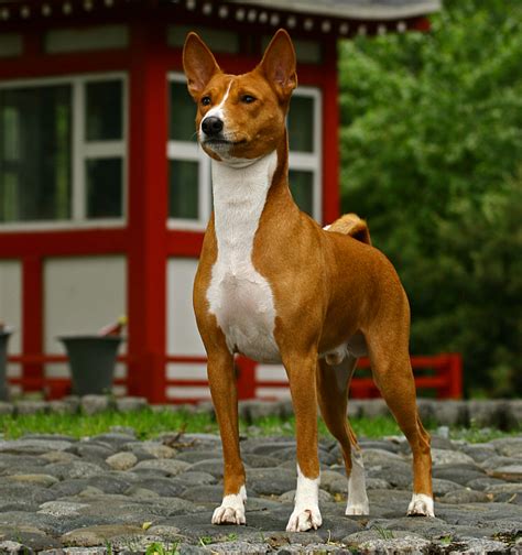 The 10 Oldest Dog Breeds | Pawversity