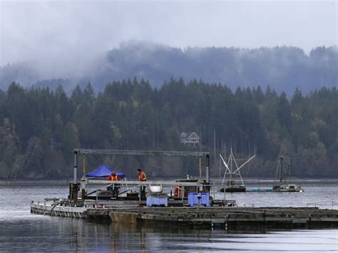 Gallery: Geoduck farming takes off as demand for clams grows in Asia ...