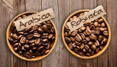 The difference between robusta coffee beans and arabica beans