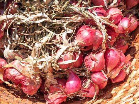 Shallot Picking - How And When To Harvest Shallots