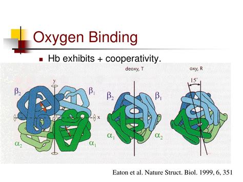 PPT - Myoglobin & Hemoglobin PowerPoint Presentation, free download ...