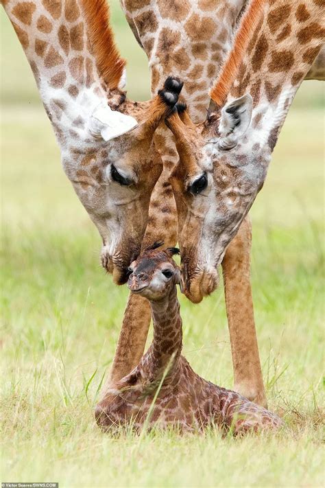 Newborn giraffe fawned over by parents as they clean it with tongues ...