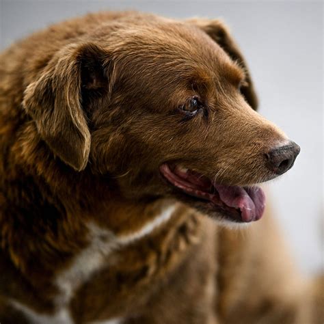 How the World's Oldest Dog Bobi Reached 31 - Outside Online