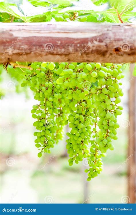 Grape tree in the garden stock photo. Image of autumn - 61892976