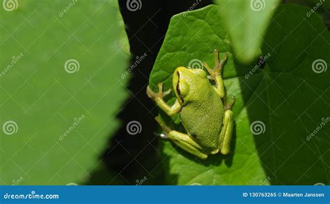 Frog in camouflage stock image. Image of green, sitting - 130763265