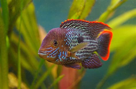 15 Best Red Devil Cichlid Tank Mates - FishLab - FishLab