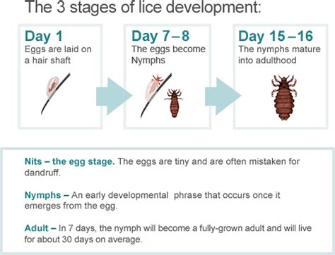 lice life cycle stages - Hui Dortch