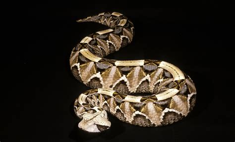 Gaboon viper | Smithsonian's National Zoo and Conservation Biology ...