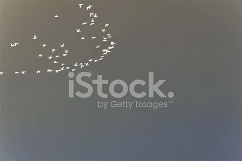 Flying Formation Of Birds Stock Photo | Royalty-Free | FreeImages