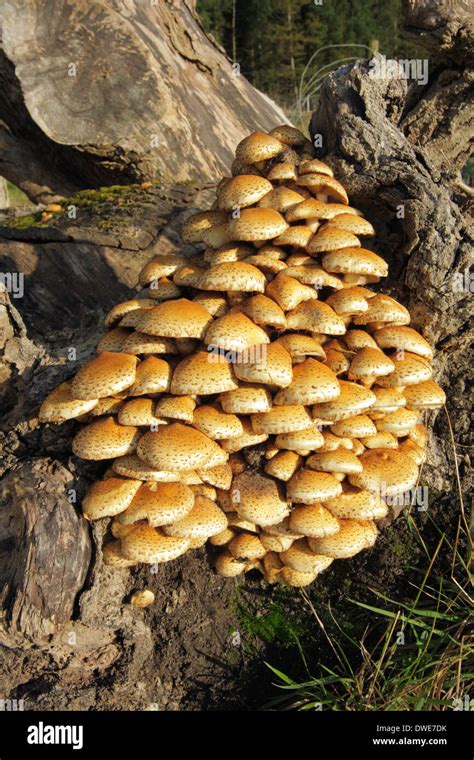 Honey fungus mass Armillaria mellea Scotland UK Stock Photo, Royalty ...