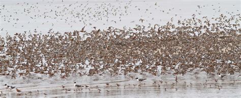 Red Knot Habitat Protected: Good News, Long-Time Coming – BWD Magazine