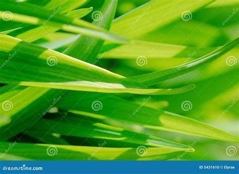 Blades of Grass Close-Up stock photo. Image of growth - 5431610