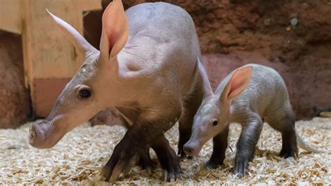 Baby aardvark is growing like a weed