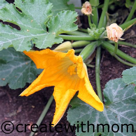 Create With Mom: Zucchini plant and sandwich