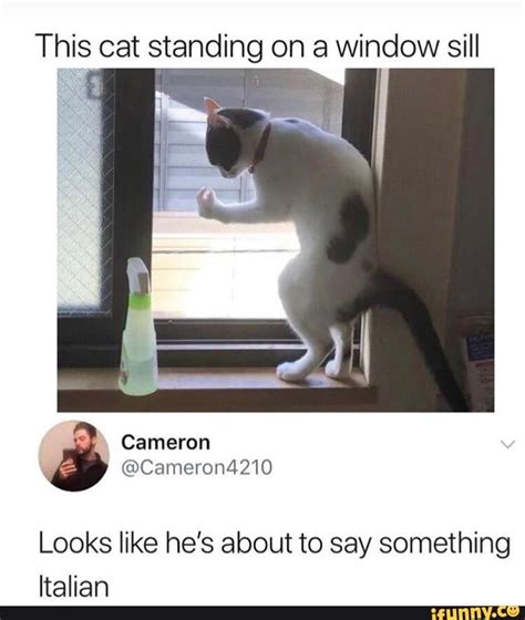 This cat standing on a window sill Looks like he's about to say ...