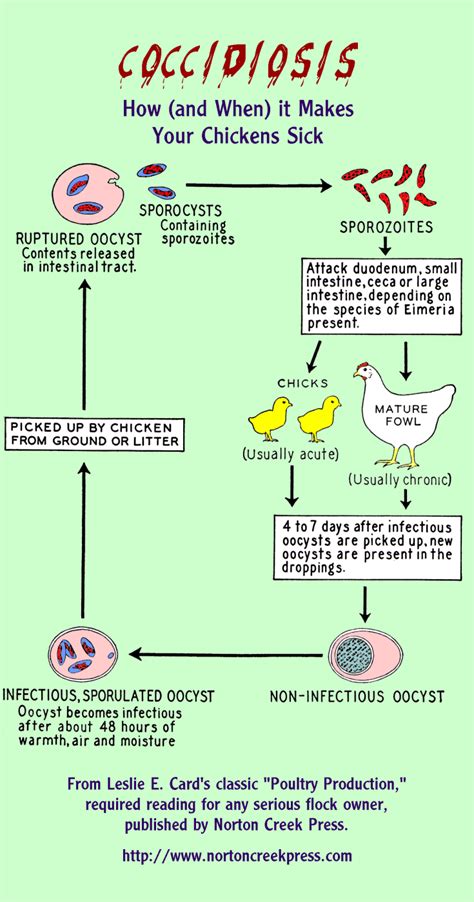 Frontiers Chicken Coccidiosis: From The Parasite Lifecycle, 59% OFF