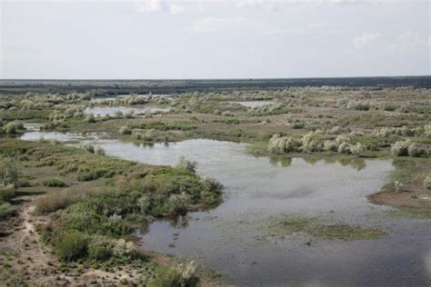 Could the Caspian Tiger be Brought Back from Extinction?