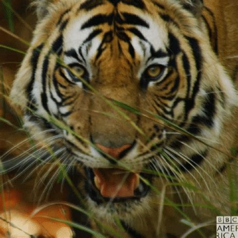 Tiger GIFs - Find & Share on GIPHY