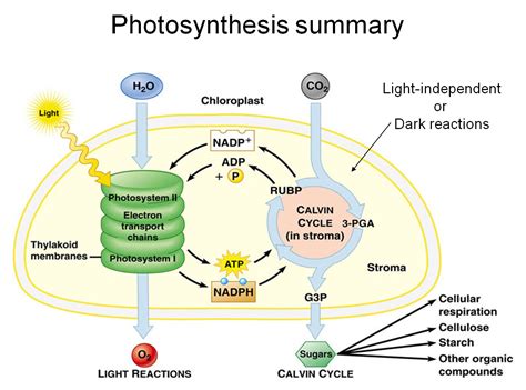 Photosynthesis vs cellular respiration comparison – Artofit