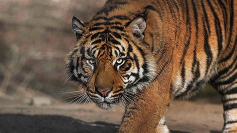 Sumatran Tiger Wallpapers Images Photos Pictures Backgrounds