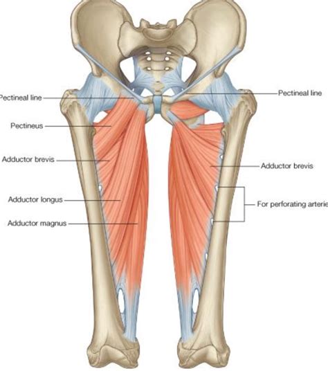 Anterior aspect of the adductor muscles | Yoga anatomy, Anatomy, Muscle ...