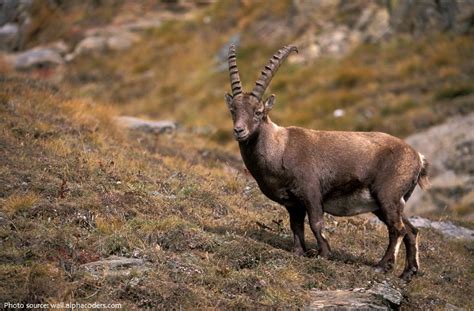 Interesting facts about ibex | Just Fun Facts