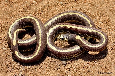 some snakes that look like garter snake.