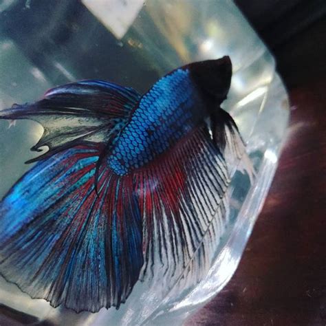 Absolutely stunning Dragon Scale Betta #betta #bettafish #bettas # ...