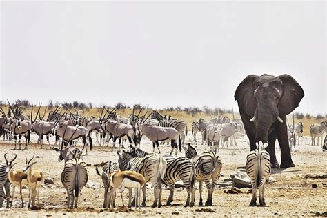 Etosha National Park, Namibia’s Greatest Wildlife Sanctuary | African ...