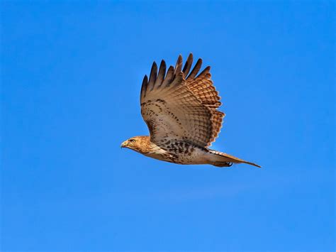 Red-tailed Hawk Migration: A Complete Guide | Birdfact