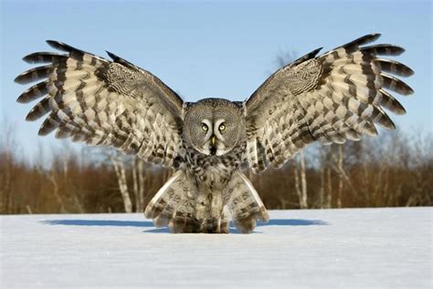 Great Grey Owl | Great grey owl, Gray owl, Hybrid animal