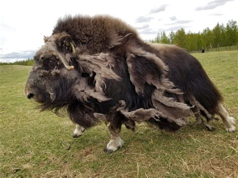 Musk Ox Farm | Unique Alaskan Animals Near Anchorage | ALASKA.ORG