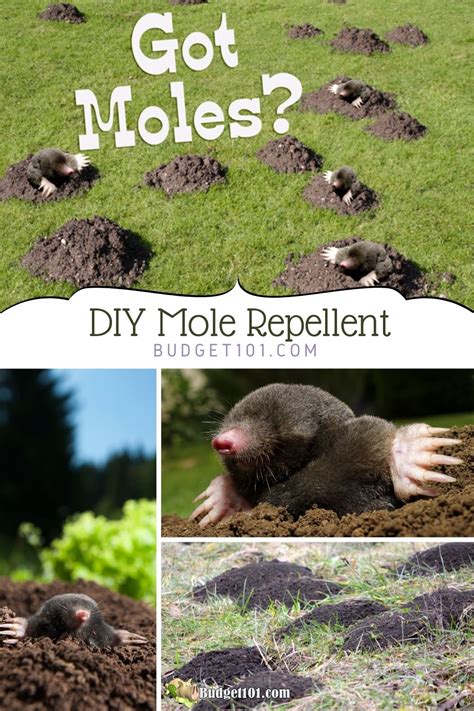 Make your own Mole Repellent | Pest repellent Recipes