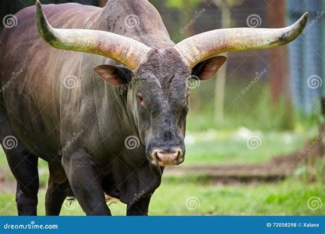 Watusi bull on a meadow stock photo. Image of hybrid - 72058298