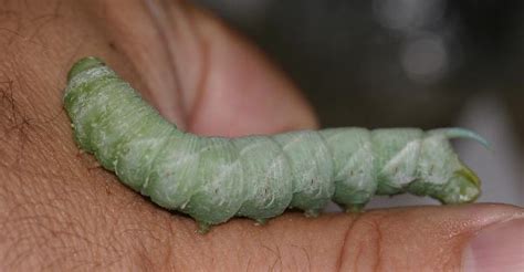 Large Sphinx Caterpillar | The Backyard Arthropod Project