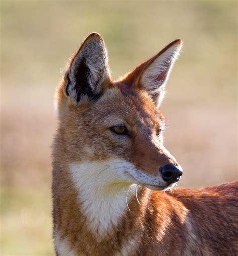 Ethiopian Wolf Conservation Program–Learn More